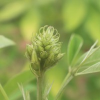 Crotalaria micans Link